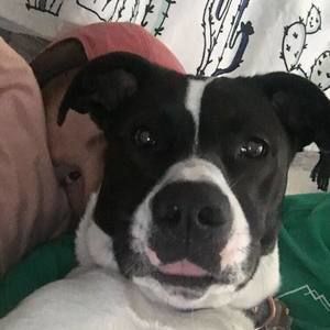 Meet your Posher, Brady